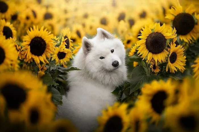 Dog Photography Has Allowed Me To Meet Lots Of Amazing Four-Legged Creatures And Discover Places I Didn't Know Existed Before (32 Pics)