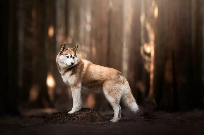Dog Photography Has Allowed Me To Meet Lots Of Amazing Four-Legged Creatures And Discover Places I Didn't Know Existed Before (32 Pics)