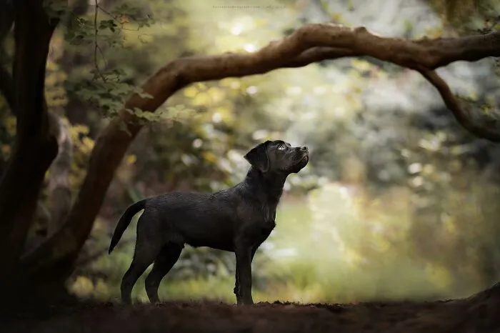 Dog Photography Has Allowed Me To Meet Lots Of Amazing Four-Legged Creatures And Discover Places I Didn't Know Existed Before (32 Pics)