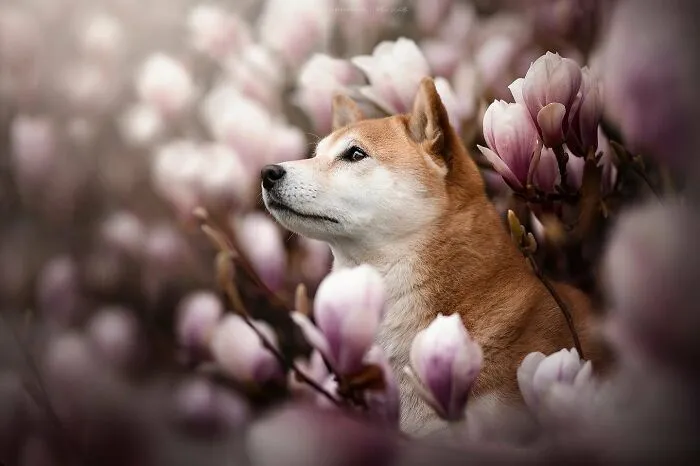 Dog Photography Has Allowed Me To Meet Lots Of Amazing Four-Legged Creatures And Discover Places I Didn't Know Existed Before (32 Pics)