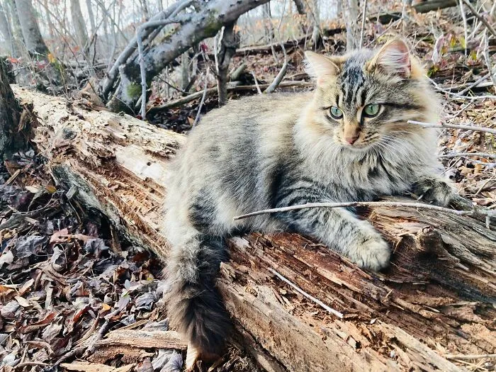My Little Boy Twig, Who Used To Be The Skinniest Young Cat I’ve Ever Seen