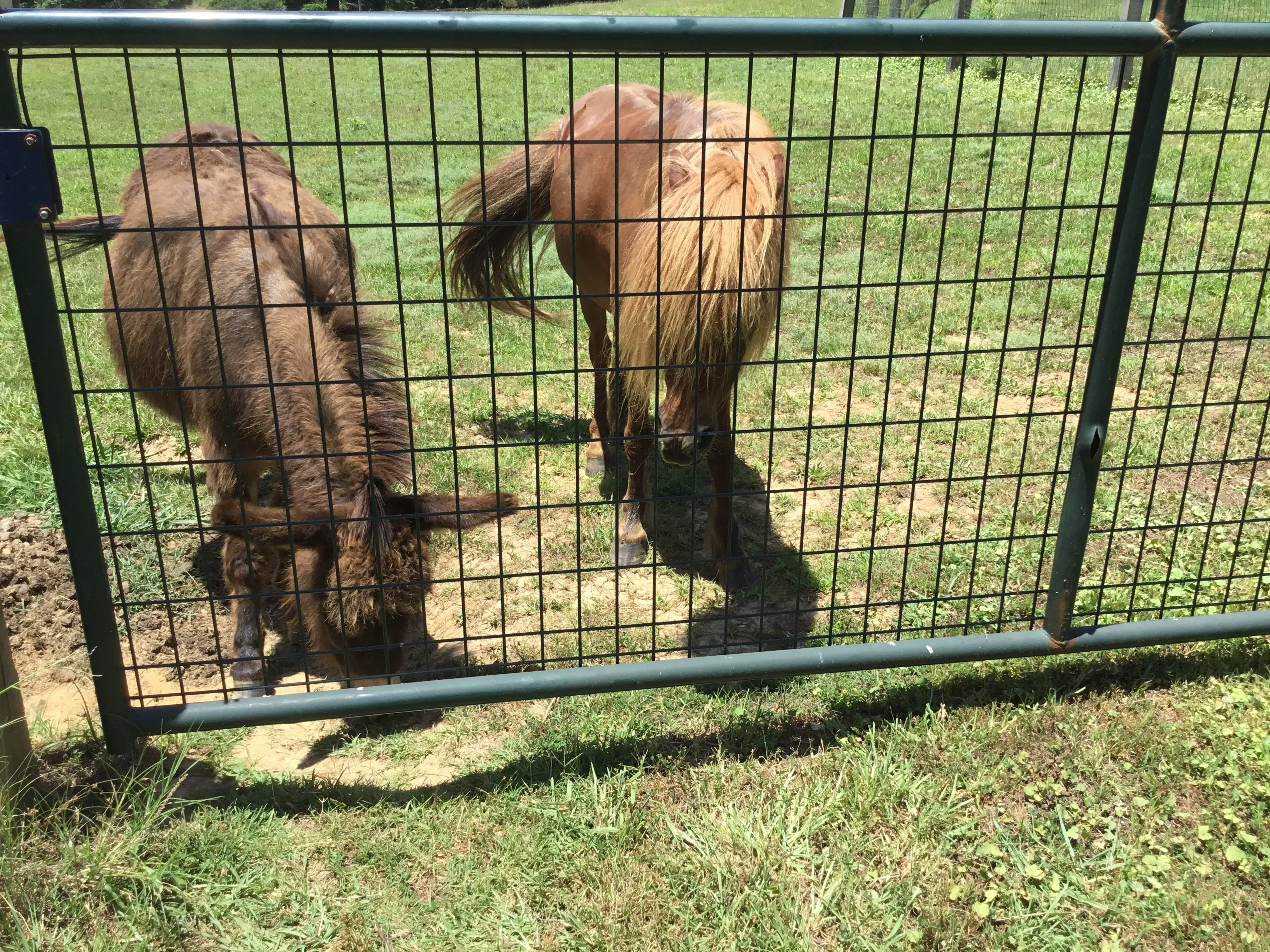 Meet Our Farm Animals