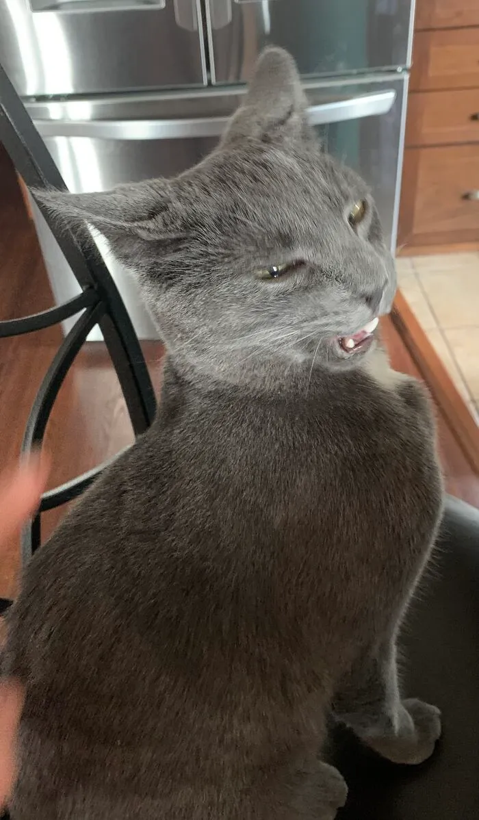 Evan The Cool Derp