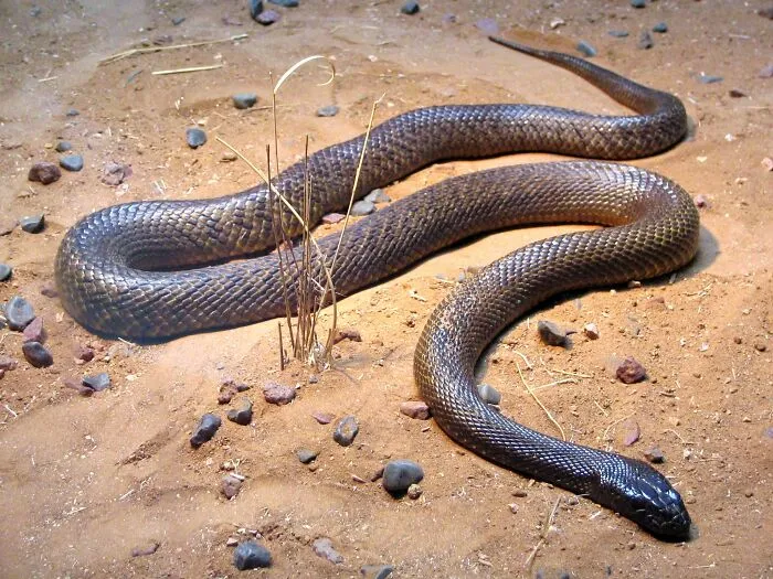 35 Awesome Snake Facts To Shed Some Light On These Cool Reptiles