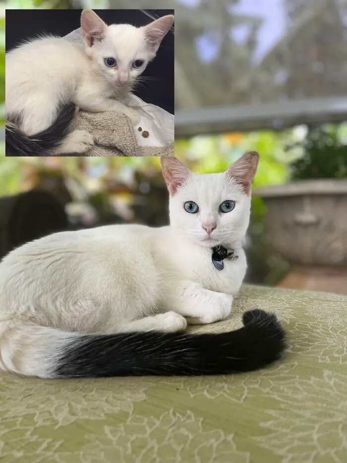 Goosers Grows Up Into A Beautiful Swan! Same Kitty, The Day After We Grabbed Her From The Streets And 1.5 Years Later 
