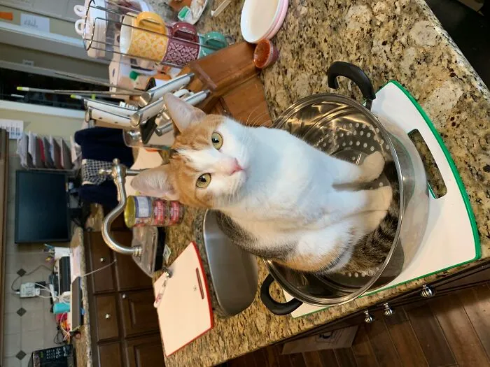 For Example, This Is My Cat, Staring At Me Accusingly And Thus Preventing Us From Making Dinner