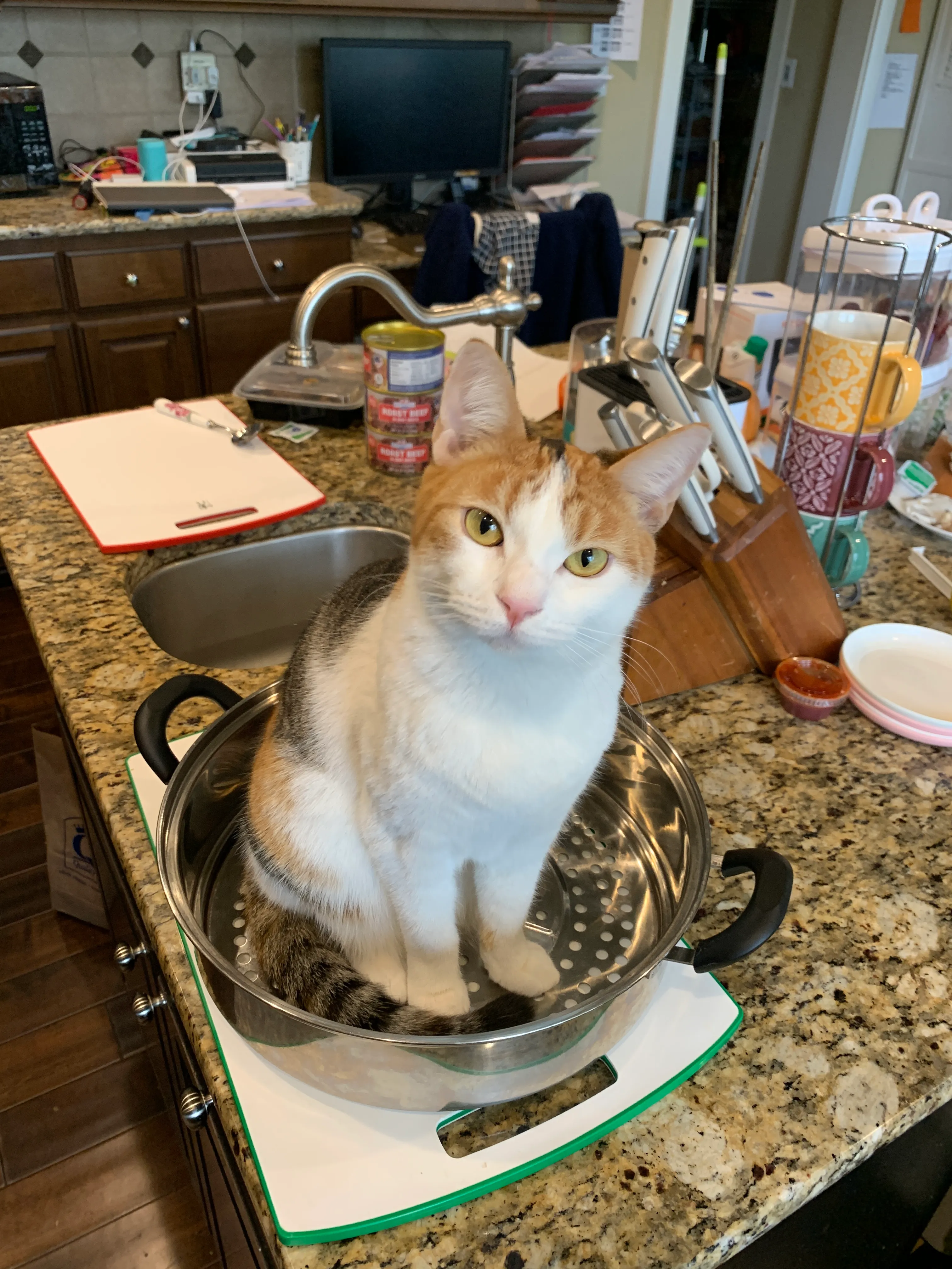 Hey Pandas, Post A Pic Of Your Weird Cats