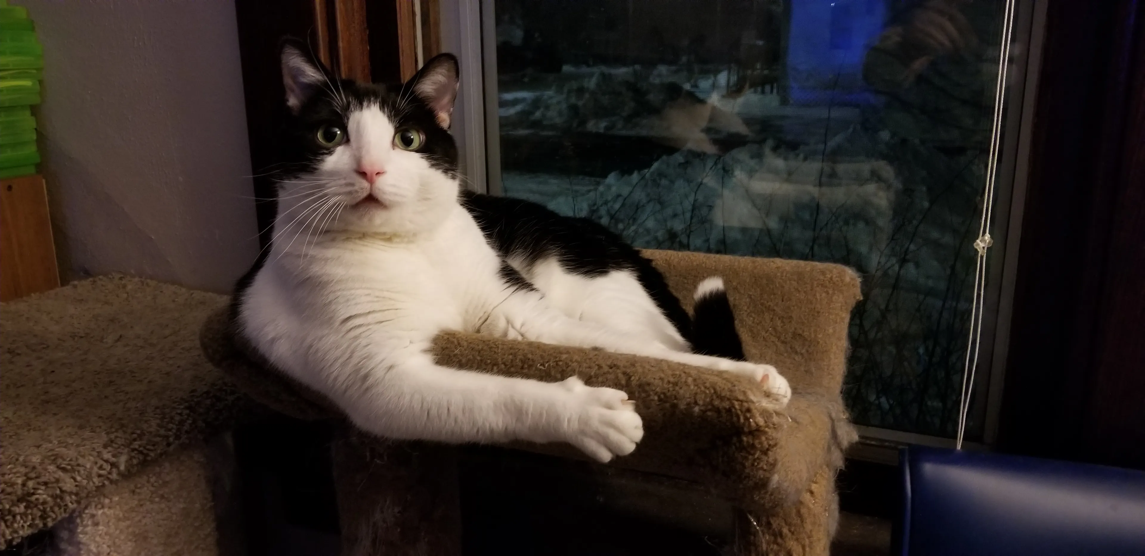Hey Pandos! What's Your Favorite Picture Of Your Cats?*