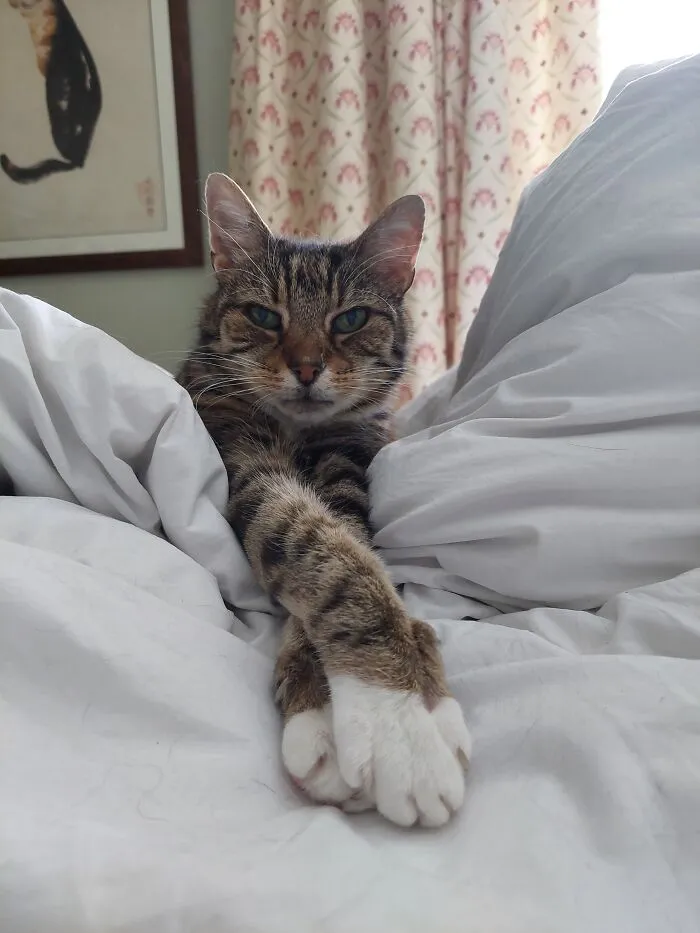 Sorry If This Makes A Trend, But Humphrey Is By Far The Coolest Thing In My Home