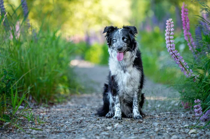 This Is Pixel, Just So You Know Who You're Looking For!