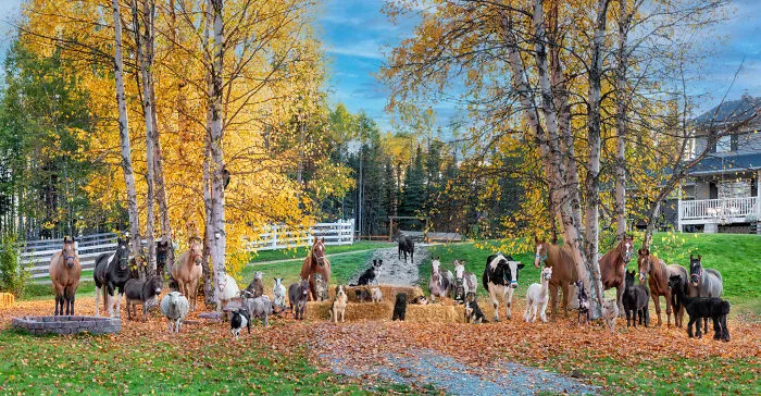 One Of The Biggest Farms We Have Ever Photographed! How Many Animals Do You See?