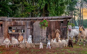 I Photograph Full Farm Portraits, And Here Are Some Of My Favorite Photos That I Took In The Last Two Years (27 Pics)
