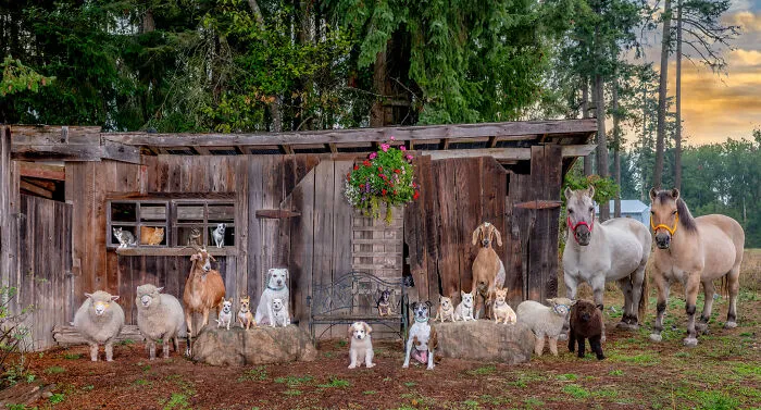 That's A Lot Of Dogs!