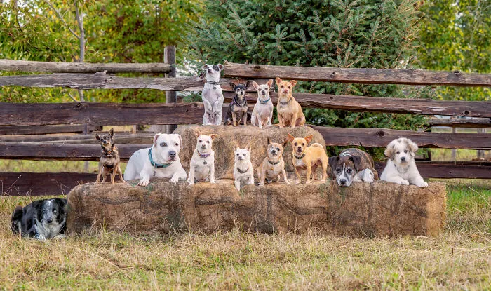 Doggggs!