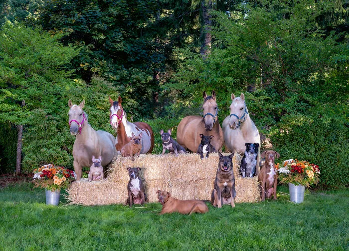 I Photograph Full Farm Portraits, And Here Are Some Of My Favorite Photos That I Took In The Last Two Years (27 Pics)