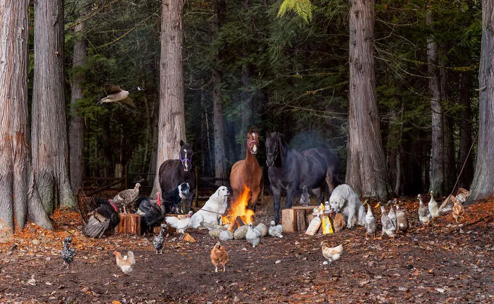 Our Own Farm, Hotdog Roast In The Woods