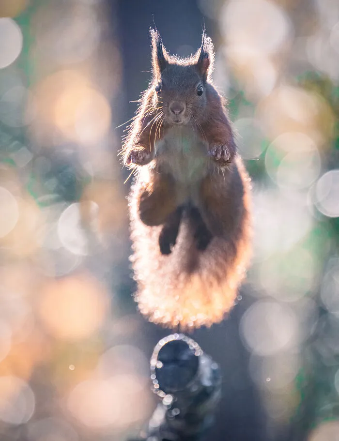My 30 Photos That Showcase The Gymnastic Skills Of Red Squirrels