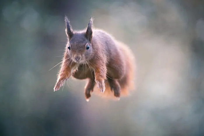 My 30 Photos That Showcase The Gymnastic Skills Of Red Squirrels