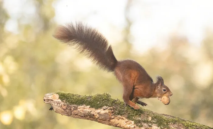 My 30 Photos That Showcase The Gymnastic Skills Of Red Squirrels