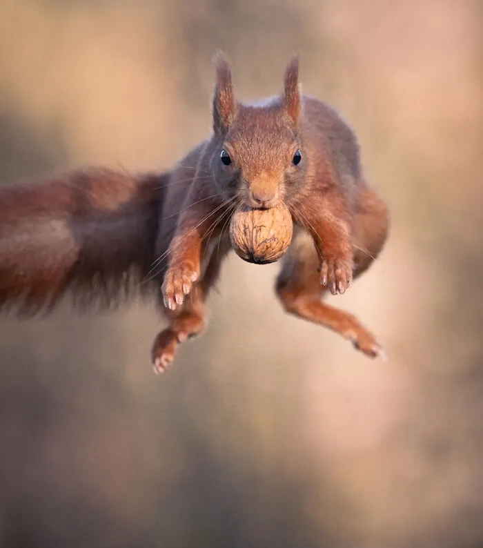 My 30 Photos That Showcase The Gymnastic Skills Of Red Squirrels