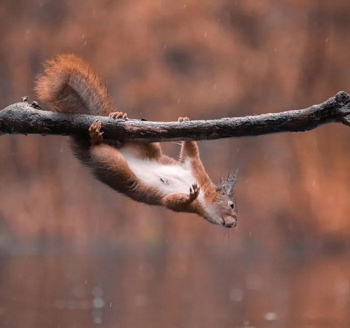 My 30 Photos That Showcase The Gymnastic Skills Of Red Squirrels