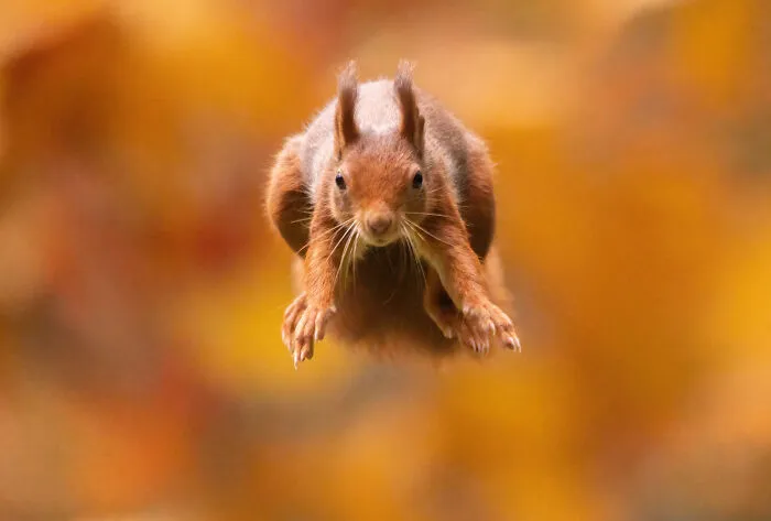My 30 Photos That Showcase The Gymnastic Skills Of Red Squirrels