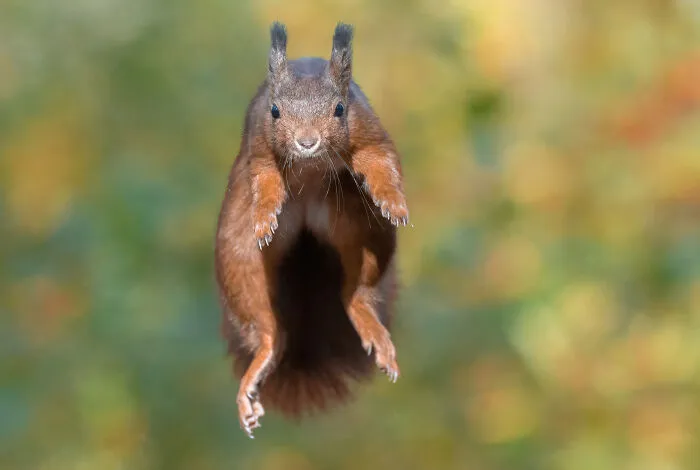 My 30 Photos That Showcase The Gymnastic Skills Of Red Squirrels