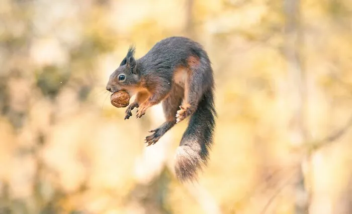 My 30 Photos That Showcase The Gymnastic Skills Of Red Squirrels