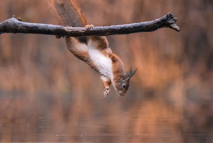 My 30 Photos That Showcase The Gymnastic Skills Of Red Squirrels