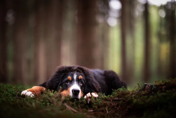 I Am A Dog Photographer And I Love Taking Photos Of Cute Puppies Before They Grow Up (33 New Pics)