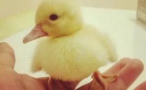How I Met My Baby Duck!