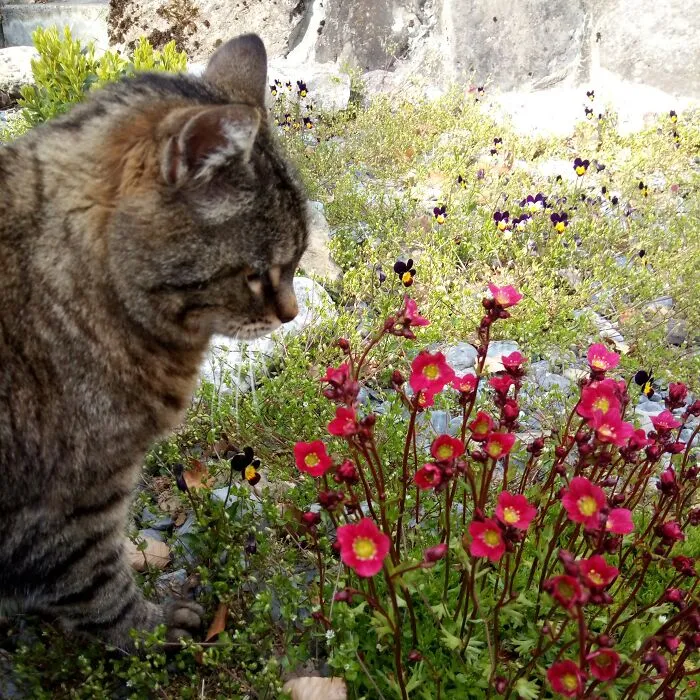 The Gardener