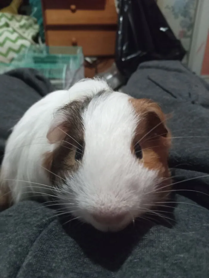 This Is Harry He Is The Sweetest Lil Ball Of Fluff Ever