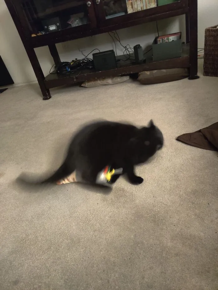 Cat Go Brrrr