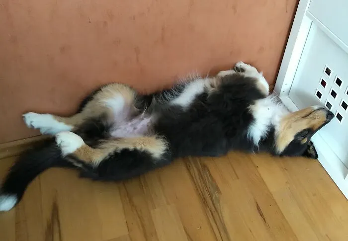 Collie-Kiddo