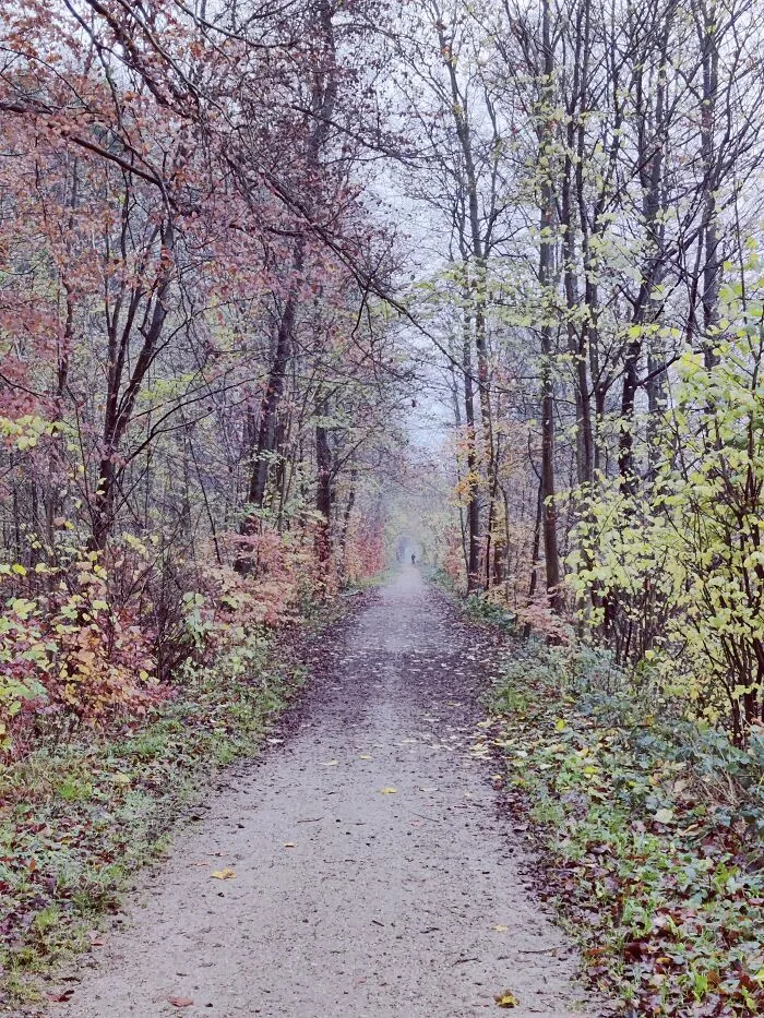 Fall 🍁