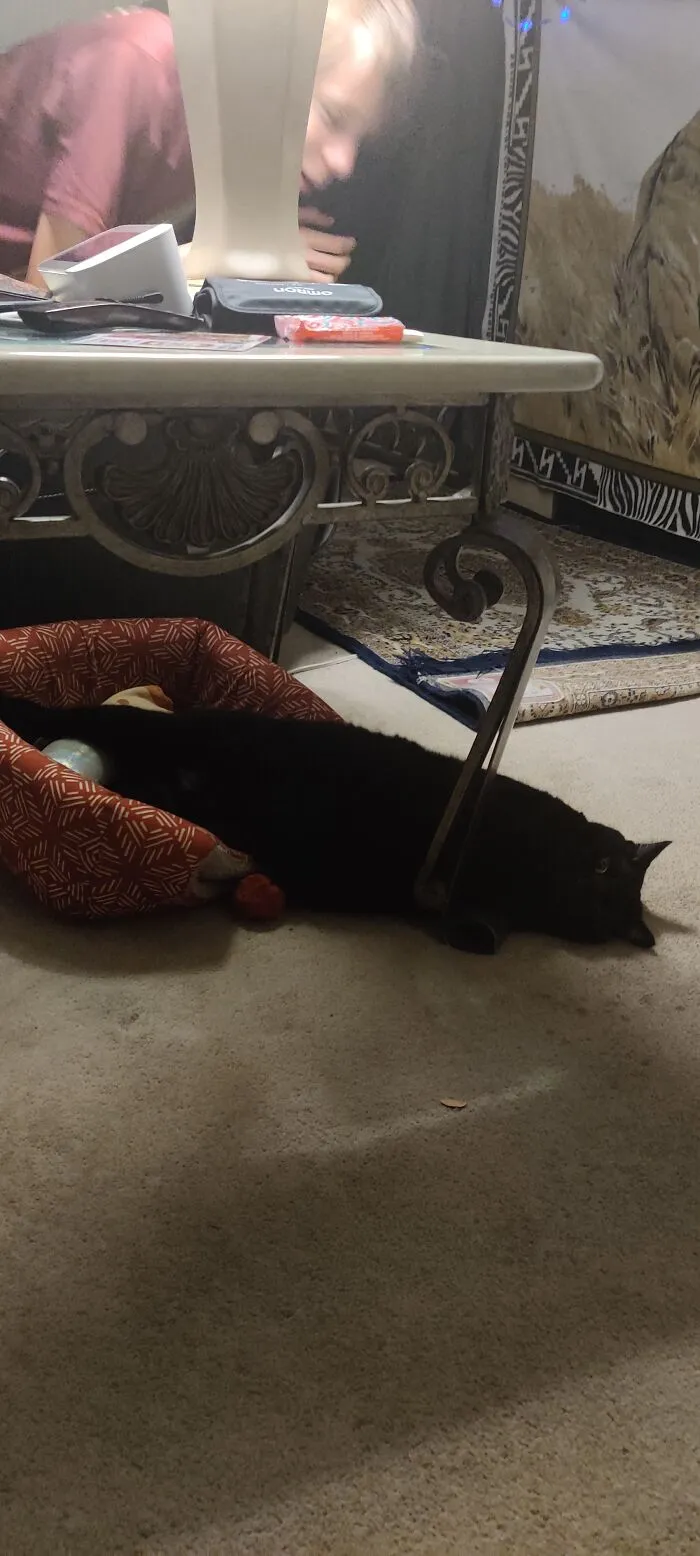 Half On The Cat Bed, Half Off The Cat Bed