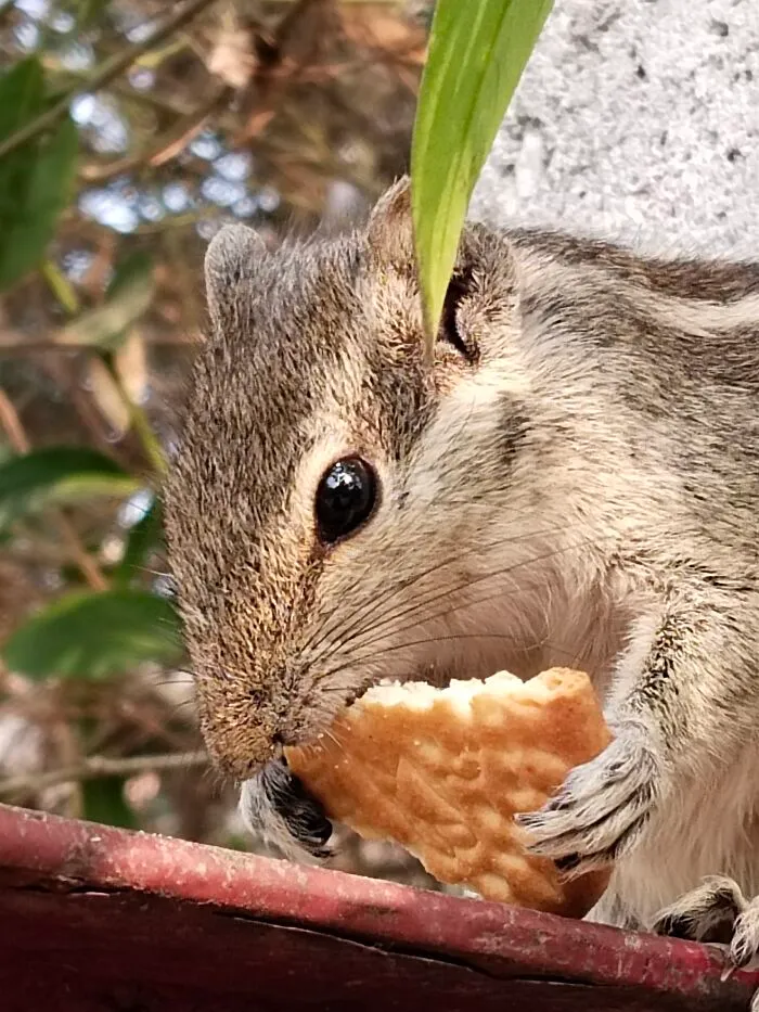 My Pet Squirrel!
