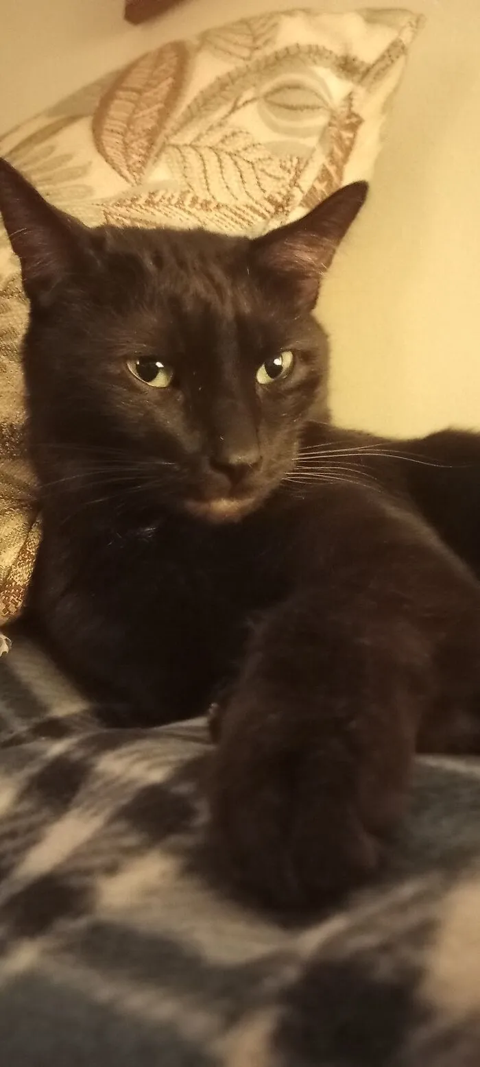 My Precious Vader