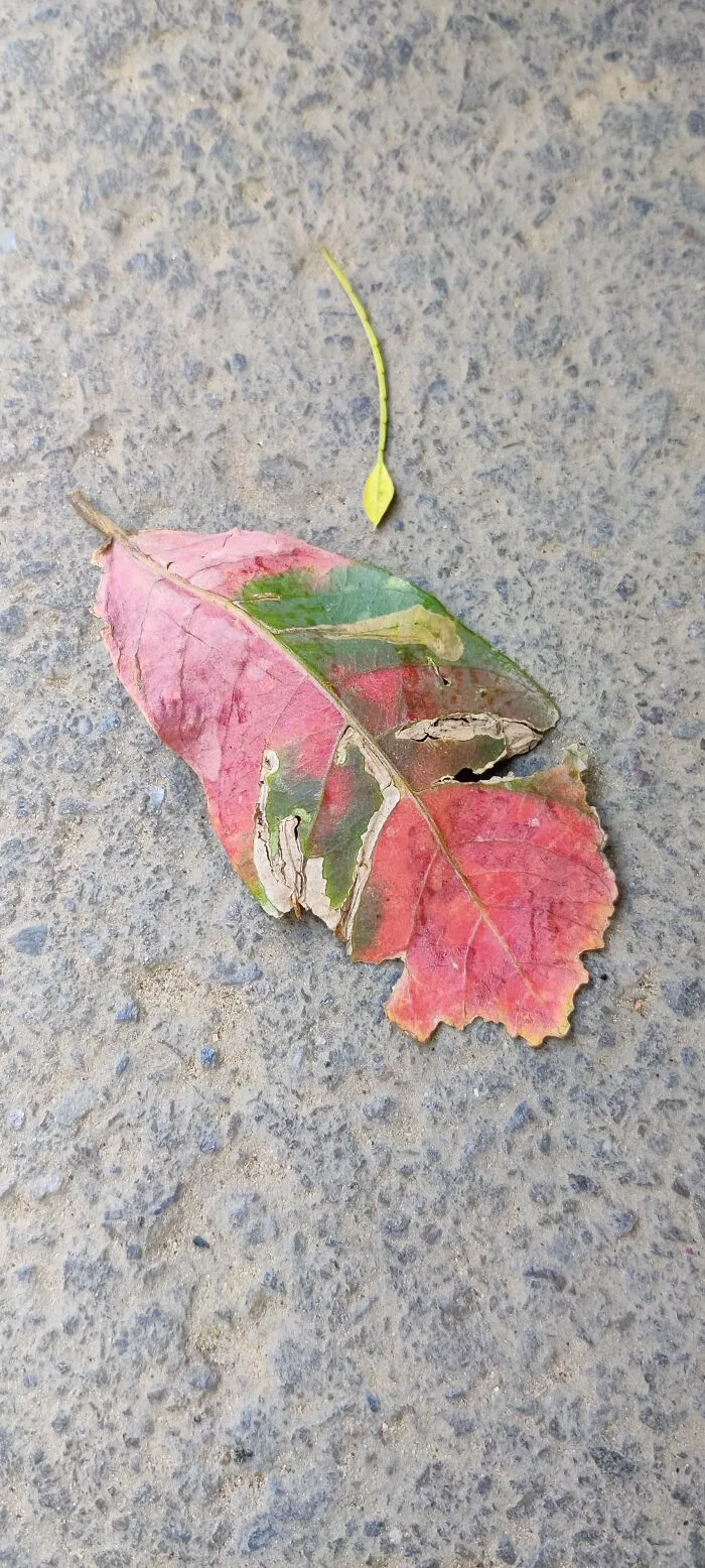 I Like Photography. Sometimes I Don't Find Interesting Things To Click. Thought This Drying Leaf Was Interesting