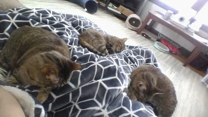 3 Out Of 4 Cats Love Me!
