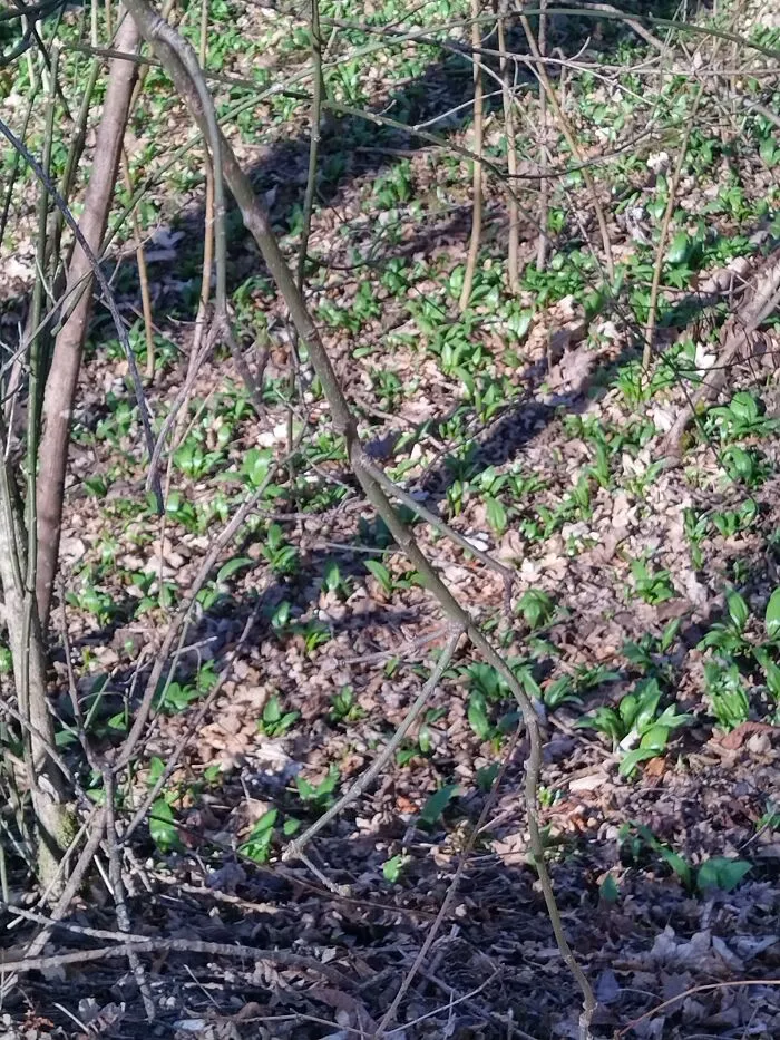 Bear's Garlic 🤩