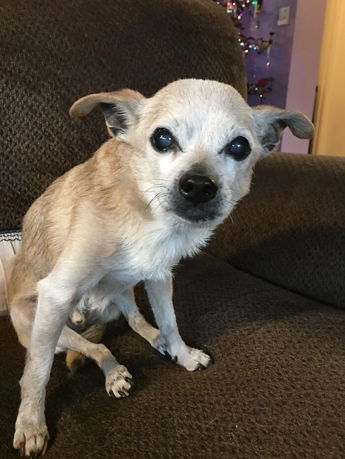 Sweet Joey, Age 17