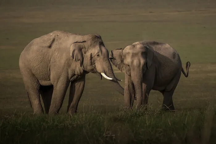 In Honor Of Valentine's Day, I Want To Share My 17 Photos Of Animals Celebrating Love