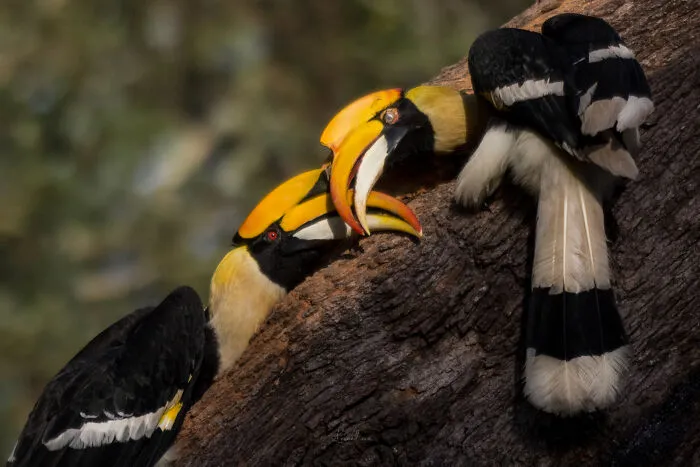 In Honor Of Valentine's Day, I Want To Share My 17 Photos Of Animals Celebrating Love