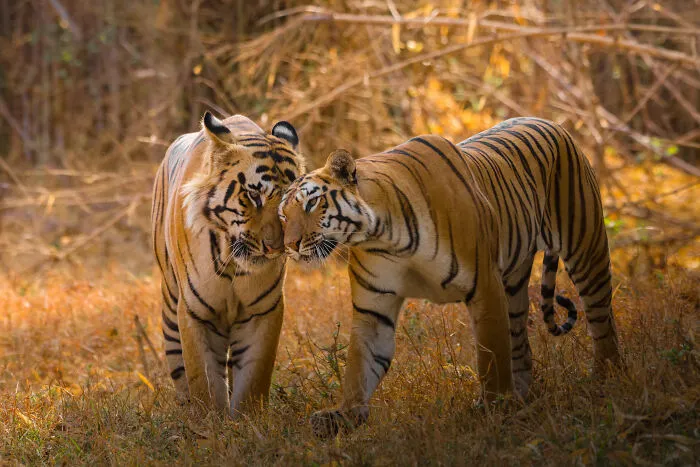 In Honor Of Valentine's Day, I Want To Share My 17 Photos Of Animals Celebrating Love