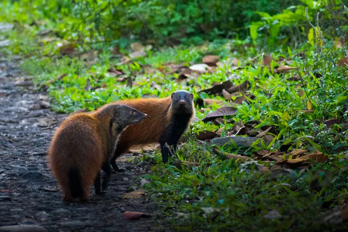 In Honor Of Valentine's Day, I Want To Share My 17 Photos Of Animals Celebrating Love