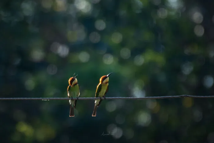 In Honor Of Valentine's Day, I Want To Share My 17 Photos Of Animals Celebrating Love