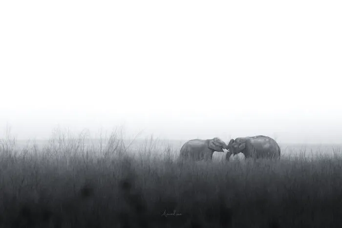 In Honor Of Valentine's Day, I Want To Share My 17 Photos Of Animals Celebrating Love