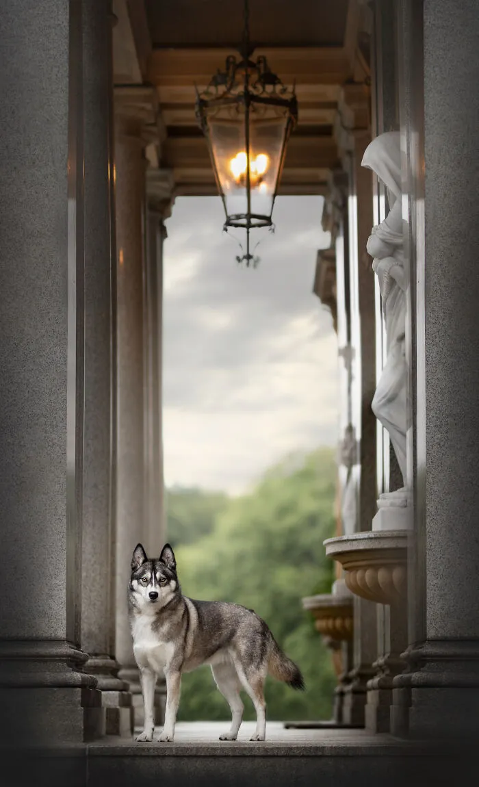 Dog Photography Has Allowed Me To Meet Lots Of Amazing Four-Legged Creatures And Discover Places I Didn't Know Existed Before (32 Pics)